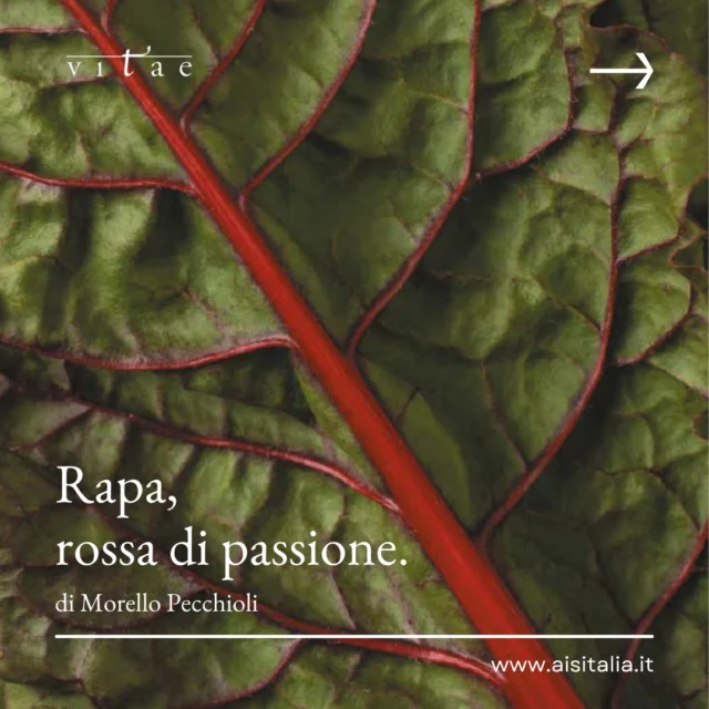 "Pronto rettore, sei una testa di rapa".

Parte da qui, dalla celebre offesa psico-orticola di Homer Simpson, il racconto di Morello Pecchioli. È un viaggio affascinante che riabilita un ortaggio umile e bistrattato, svelandone l'animo nobile e la "rossa passione".

Dalla dolcezza dei casunziei ampezzani al carattere della ciuìga trentina, un tempo salume povero e oggi Presidio Slow Food; dalla storia antica, con le ricette di Apicio ai tempi dei Romani, fino alla fermentazione nelle vinacce che dà vita alla brovada friulana DOP.

Un articolo che esplora le radici (in tutti i sensi) di un ingrediente più versatile e sorprendente di quanto si pensi, capace di diventare protagonista di piatti tradizionali, ricette internazionali e persino di uno sport.

Trovate l'articolo completo di Morello Pecchioli sul numero 44 di #vitae, la rivista di #aisitalia.

#MorelloPecchioli #RapaRossa #Barbabietola #CucinaItaliana #Tradizioni #SlowFood #DOP